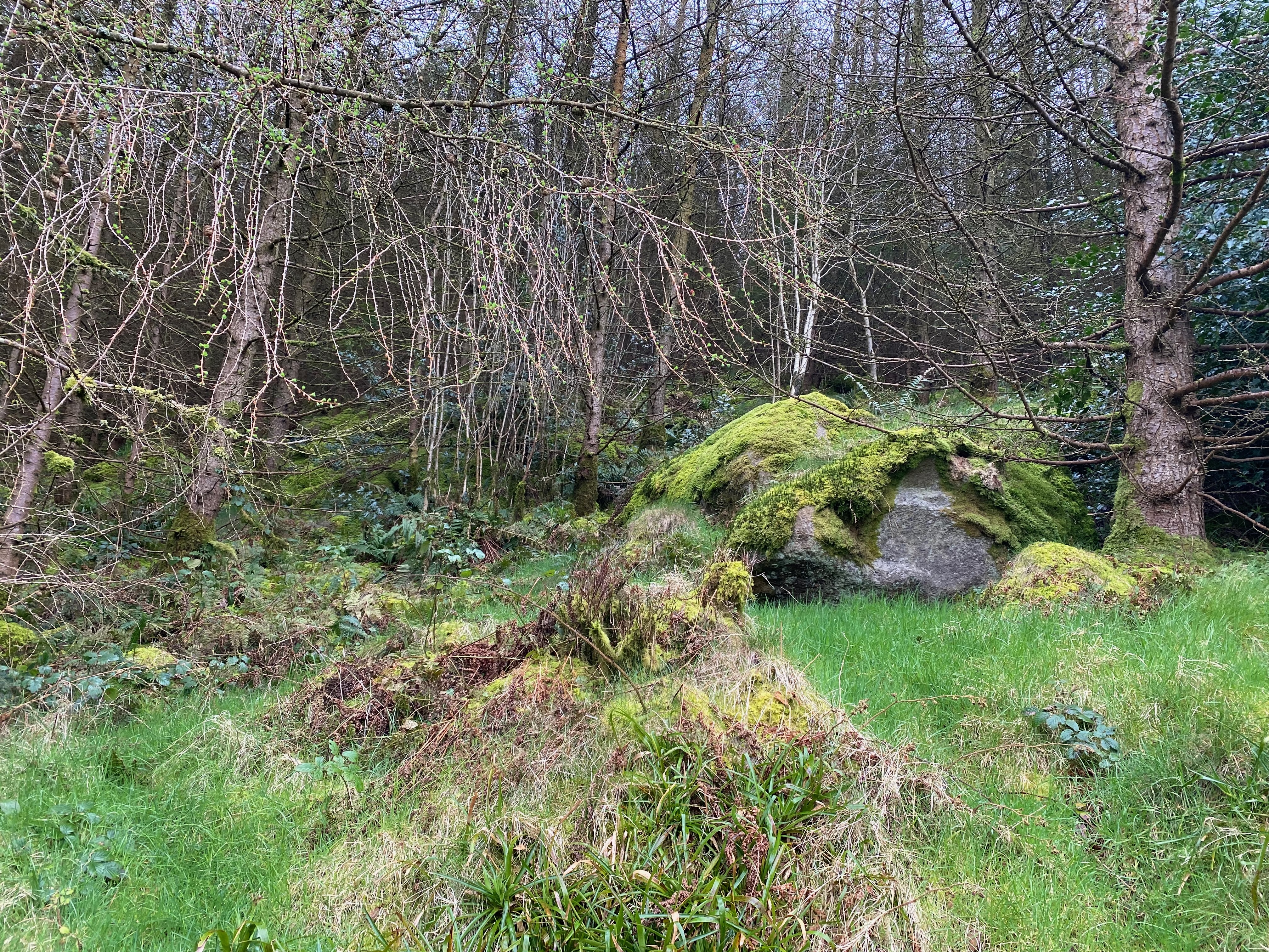 woods of Cloughmore Trail — photograph by A.B. Quine