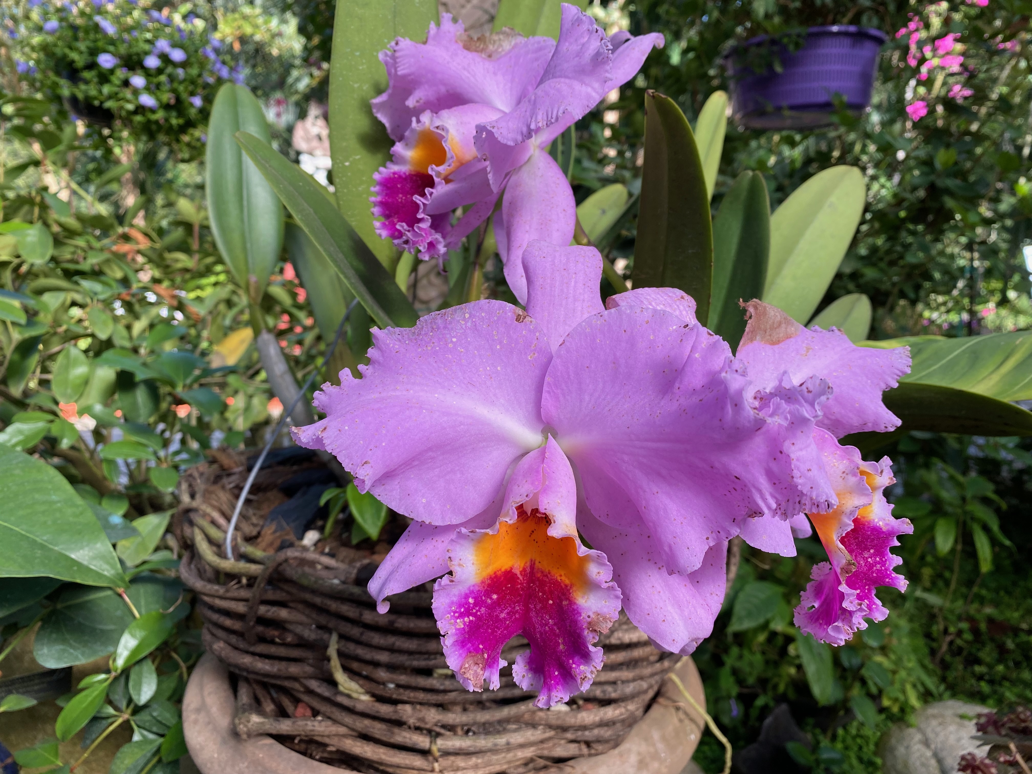 Cattleya orchid, botanical gardens, Puerto Vallarta — photograph by A.B. Quine