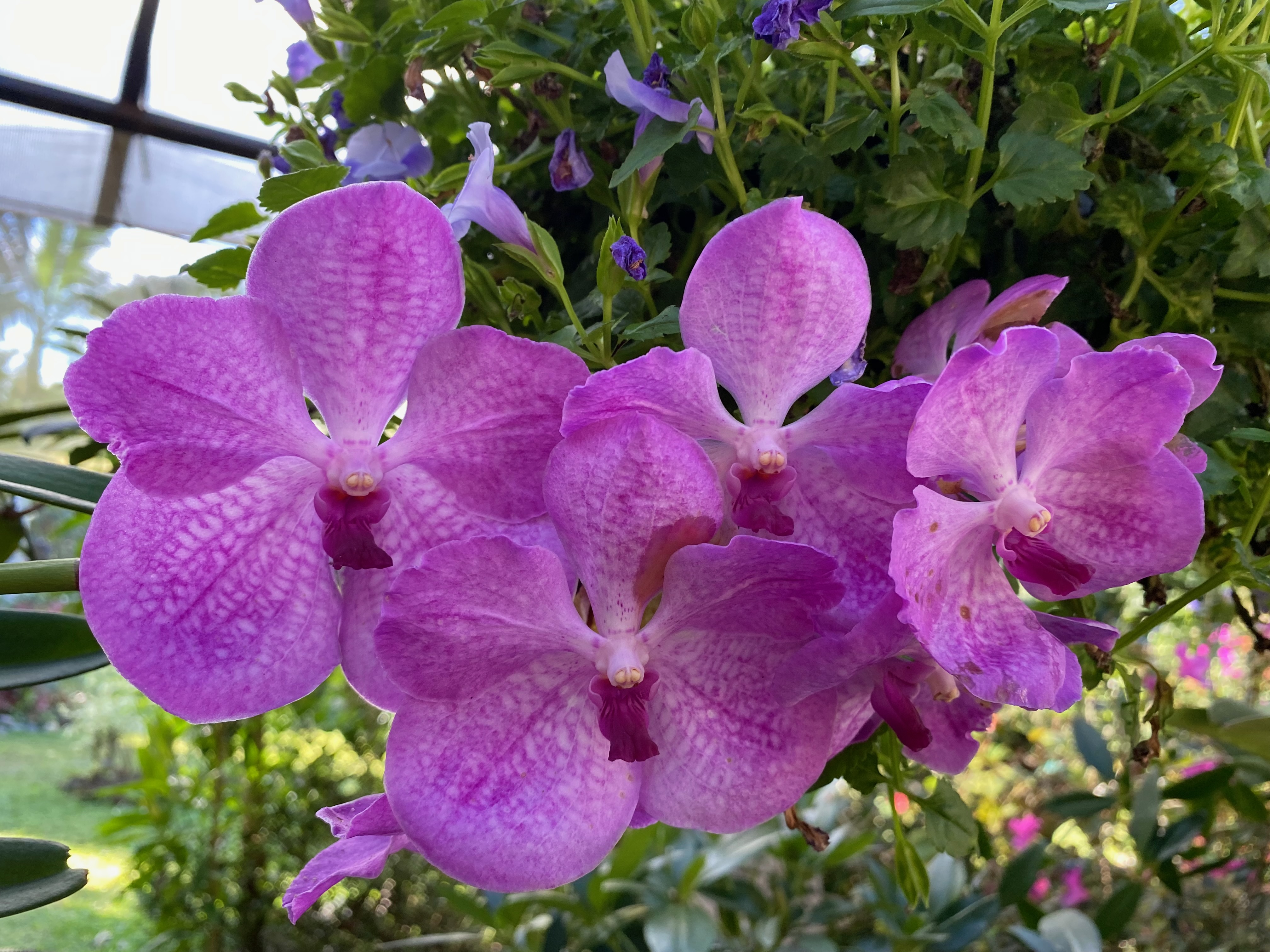 Vanda orchids, botanical garden, Puerto Vallarta — photograph by A.B. Quine