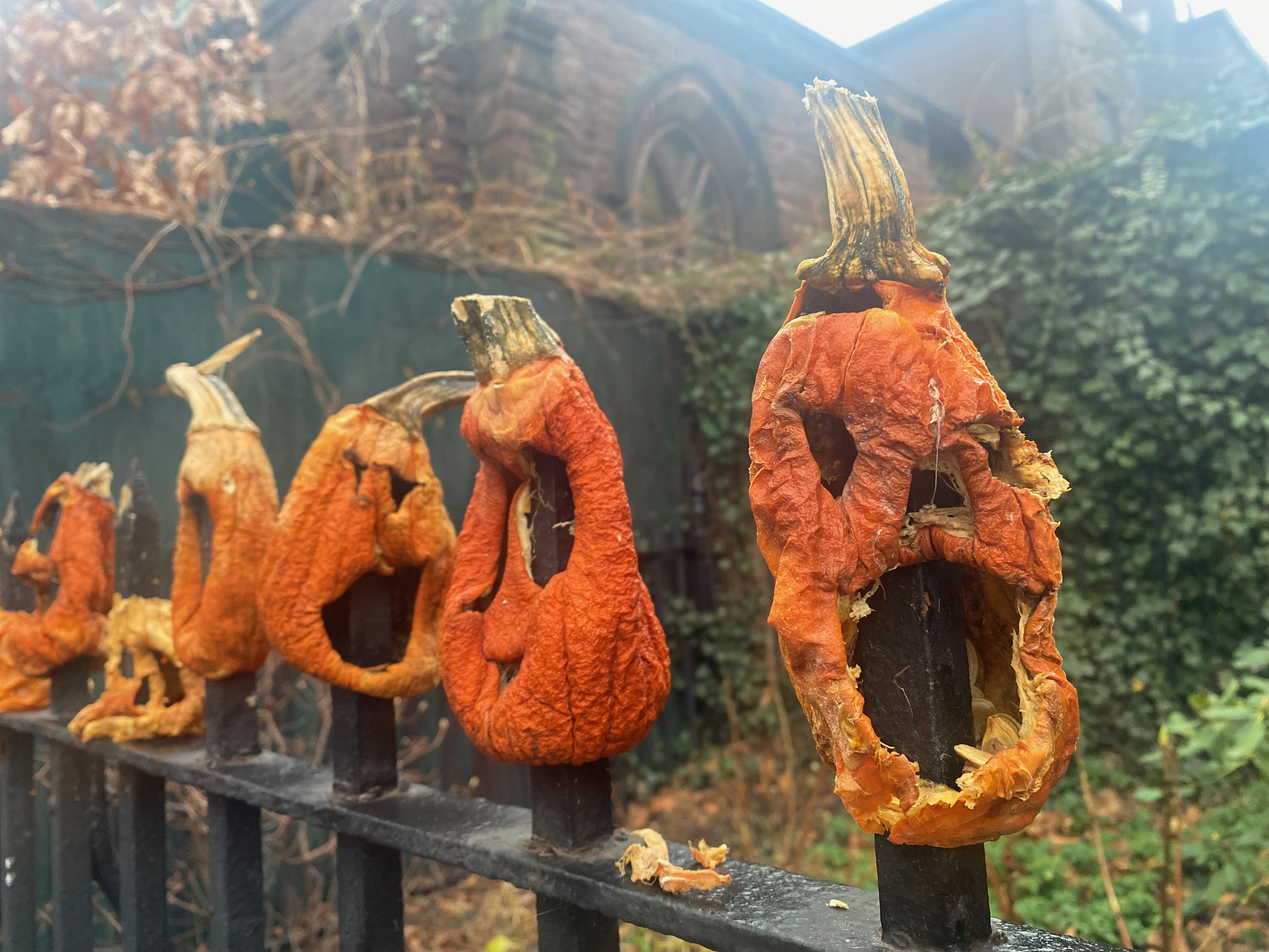 haunted Jack-o-lanterns — photograph by A.B. Quine