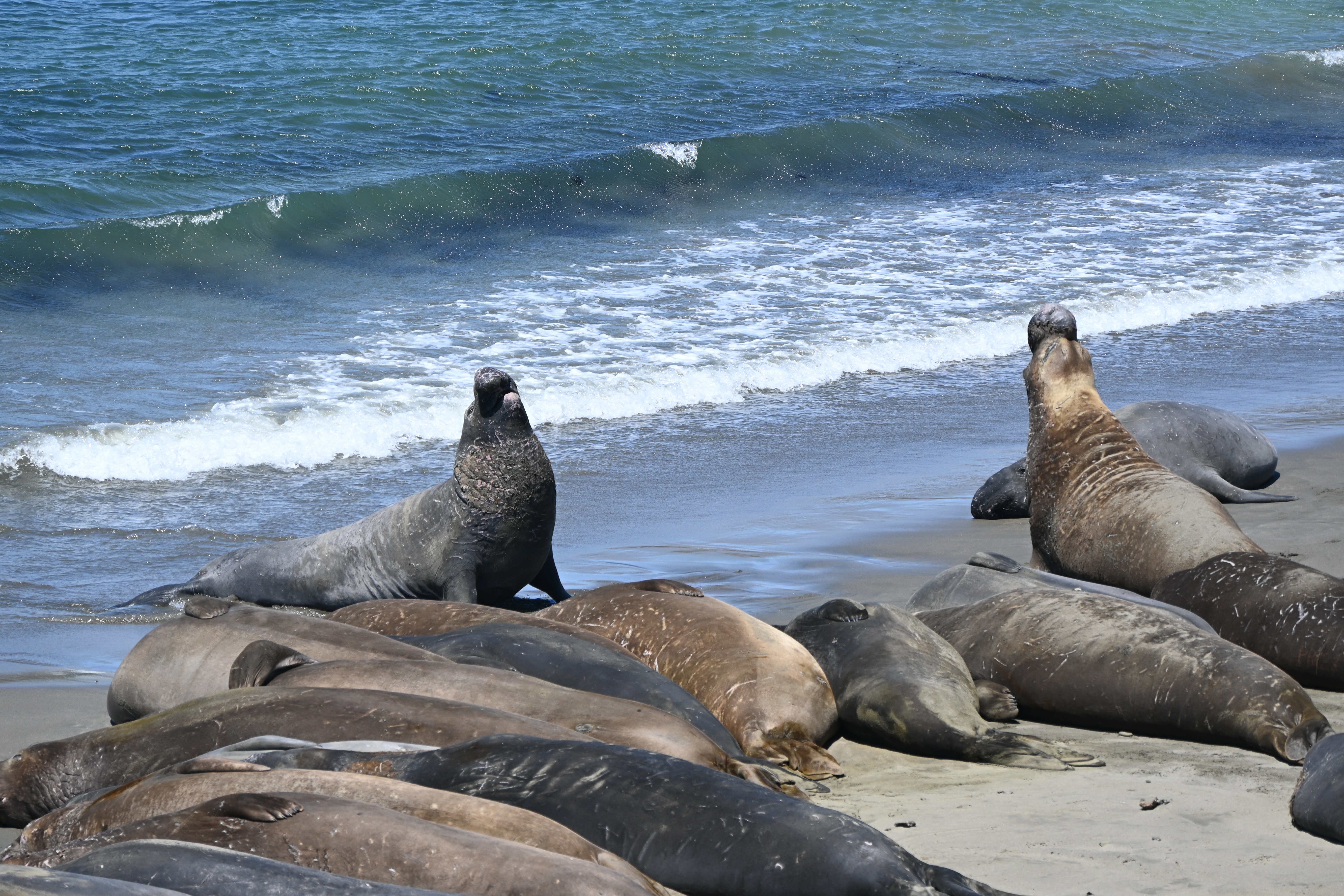 California sea lions near California Highway 1 — photograph by A.B. Quine