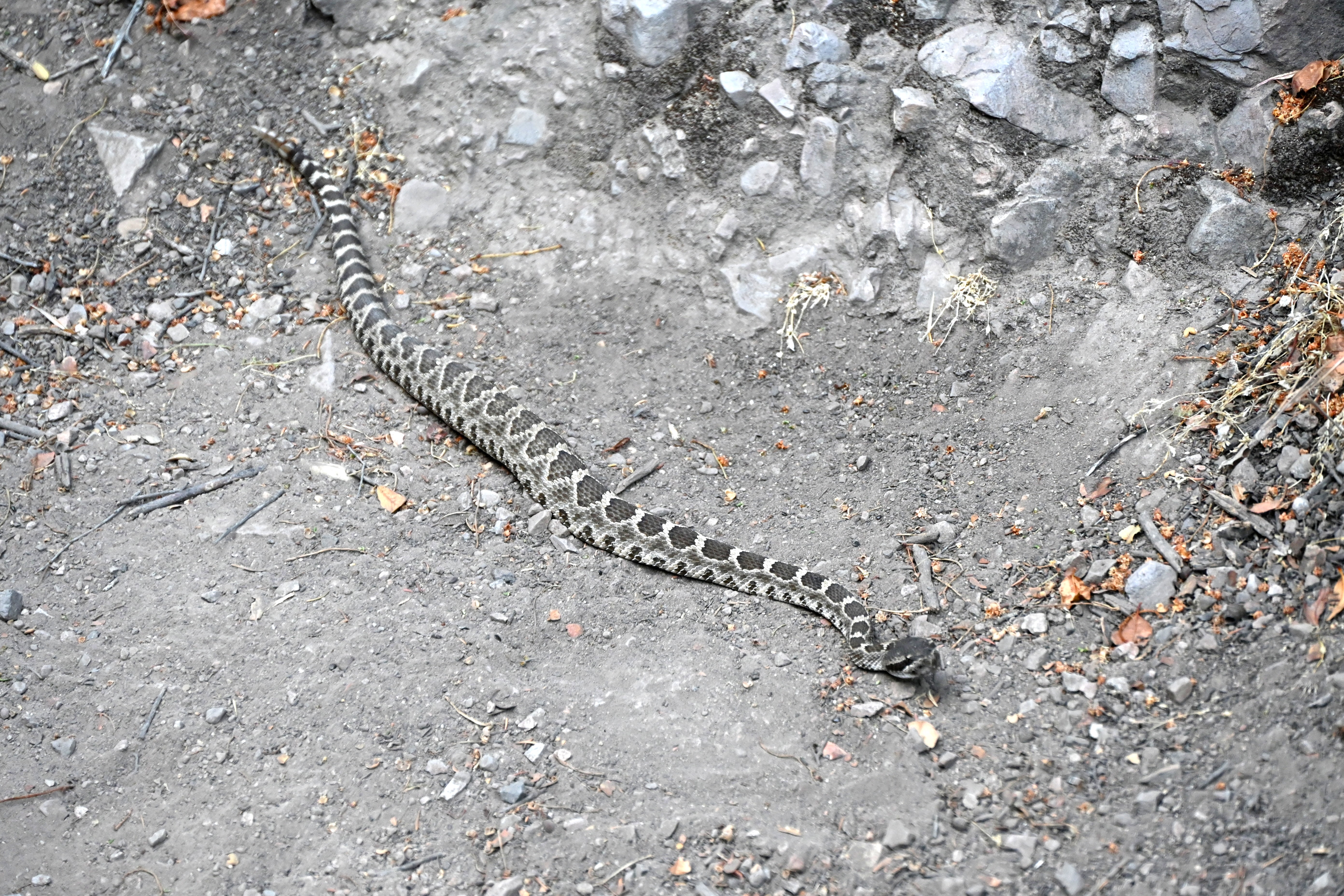 western rattlesnake in Pinnacles National Park — photograph by A.B. Quine