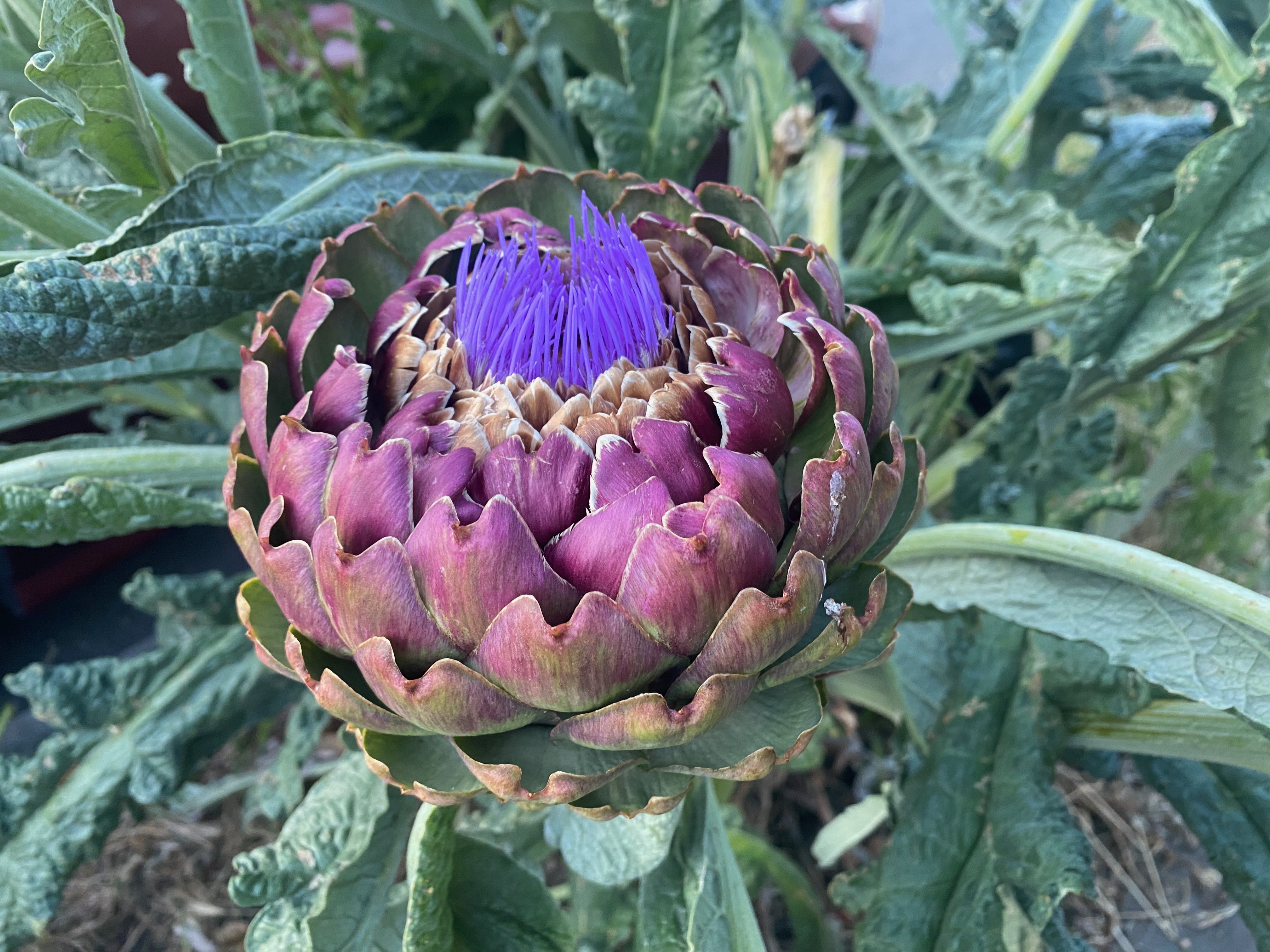 an artichoke flower