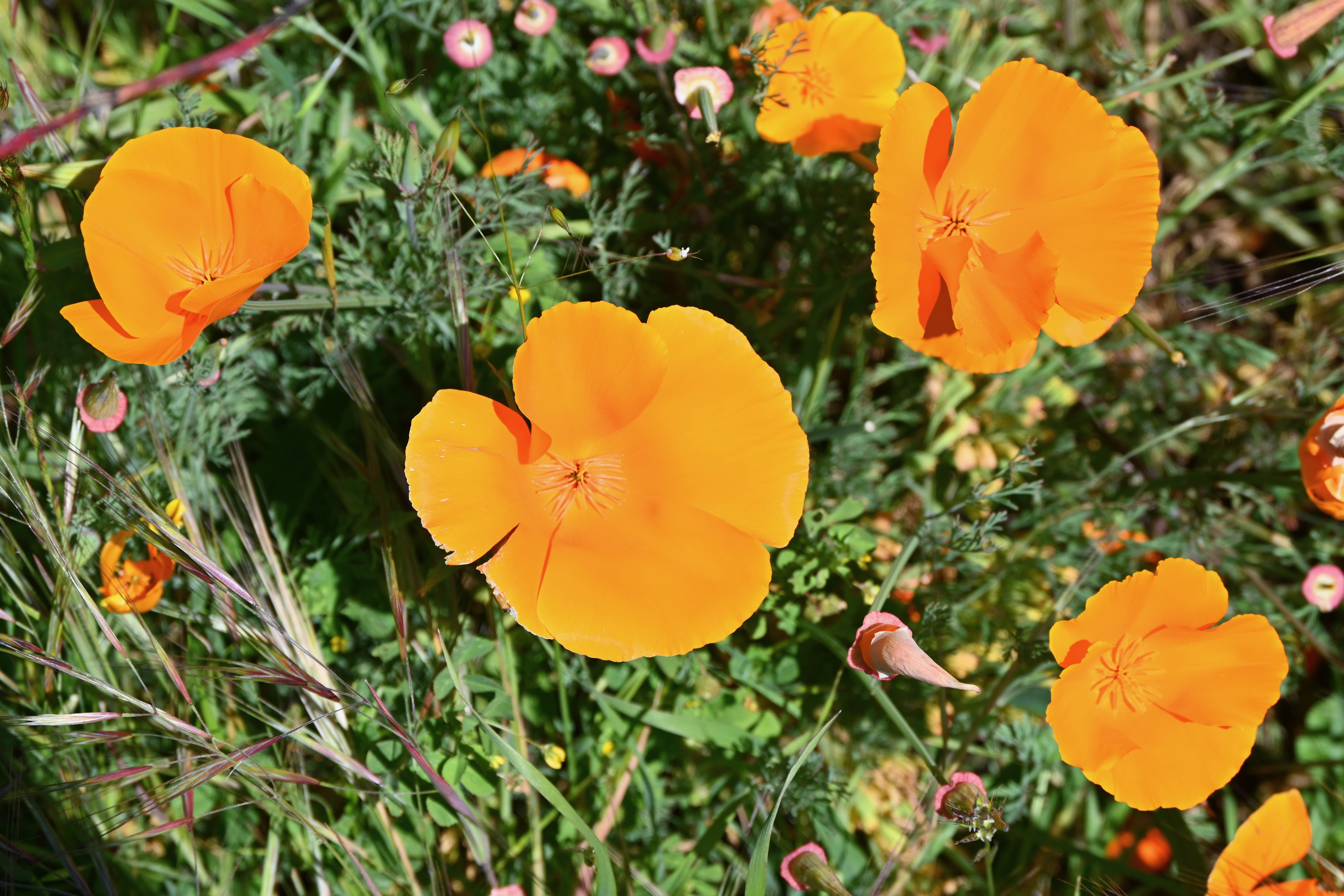 California poppies — photograph by A.B. Quine