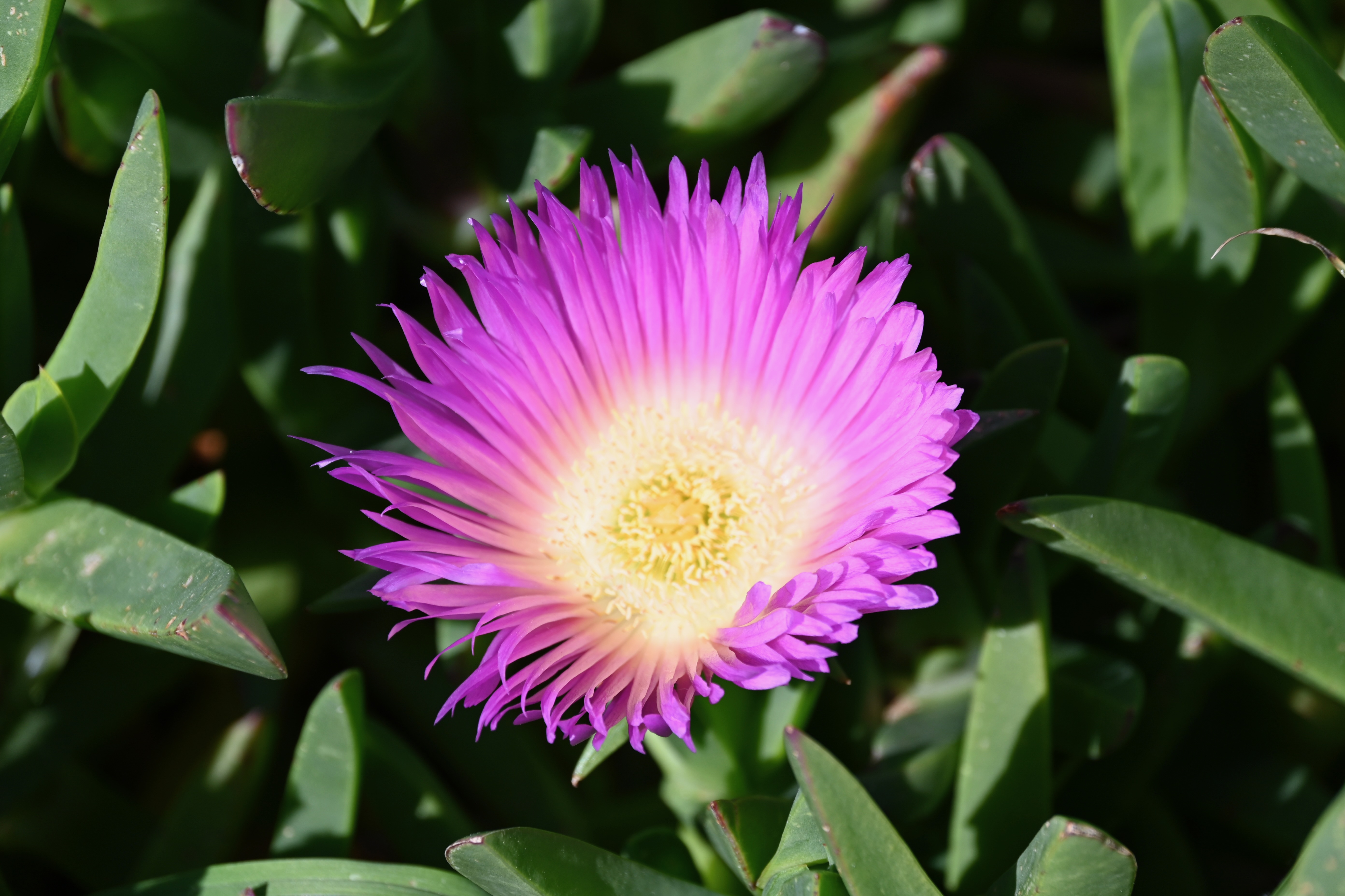 flowering ice plant — photograph by A.B. Quine