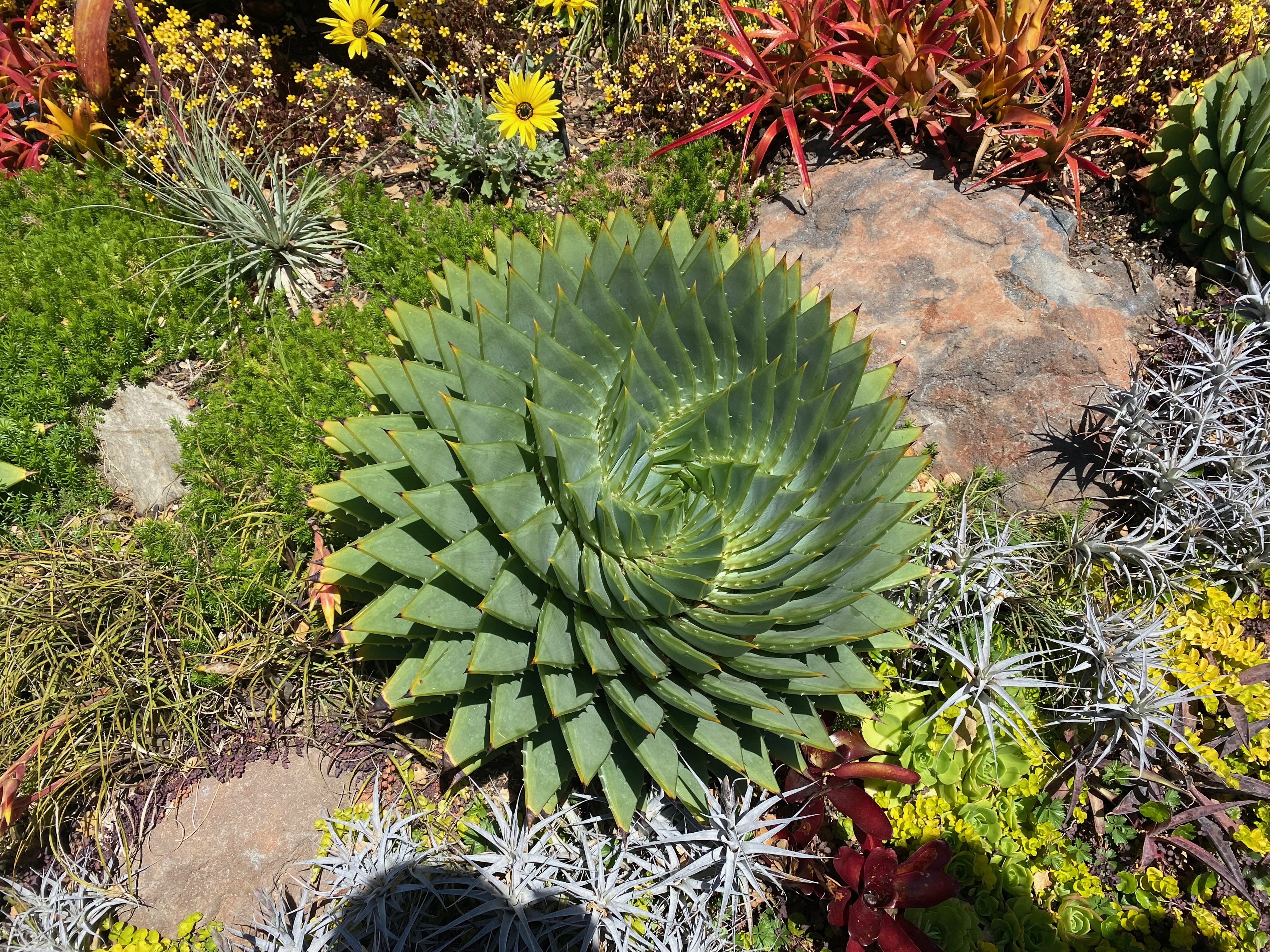 spiral aloe — photograph by A.B. Quine