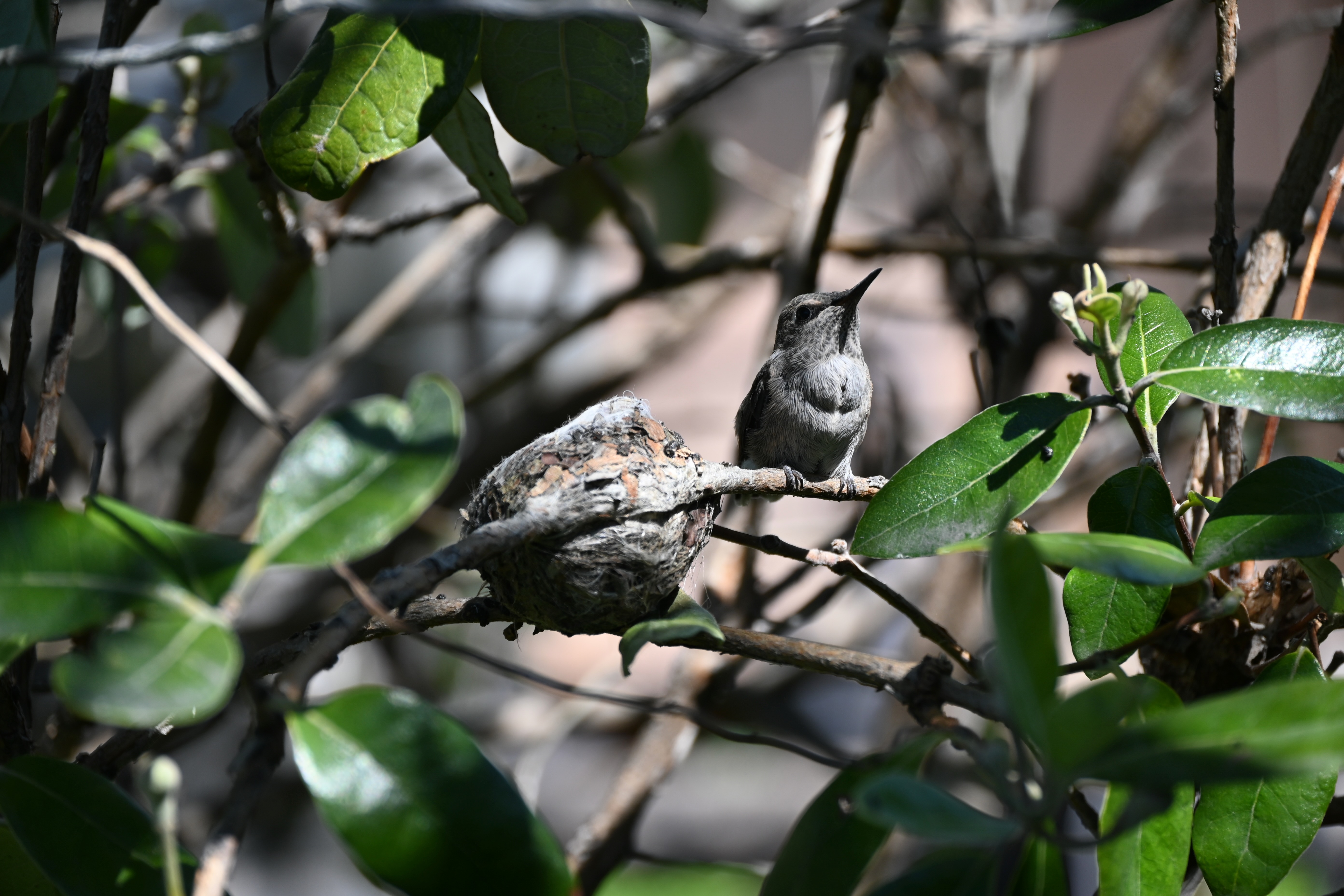 Anna's hummingbird fledgling — photograph by A.B. Quine