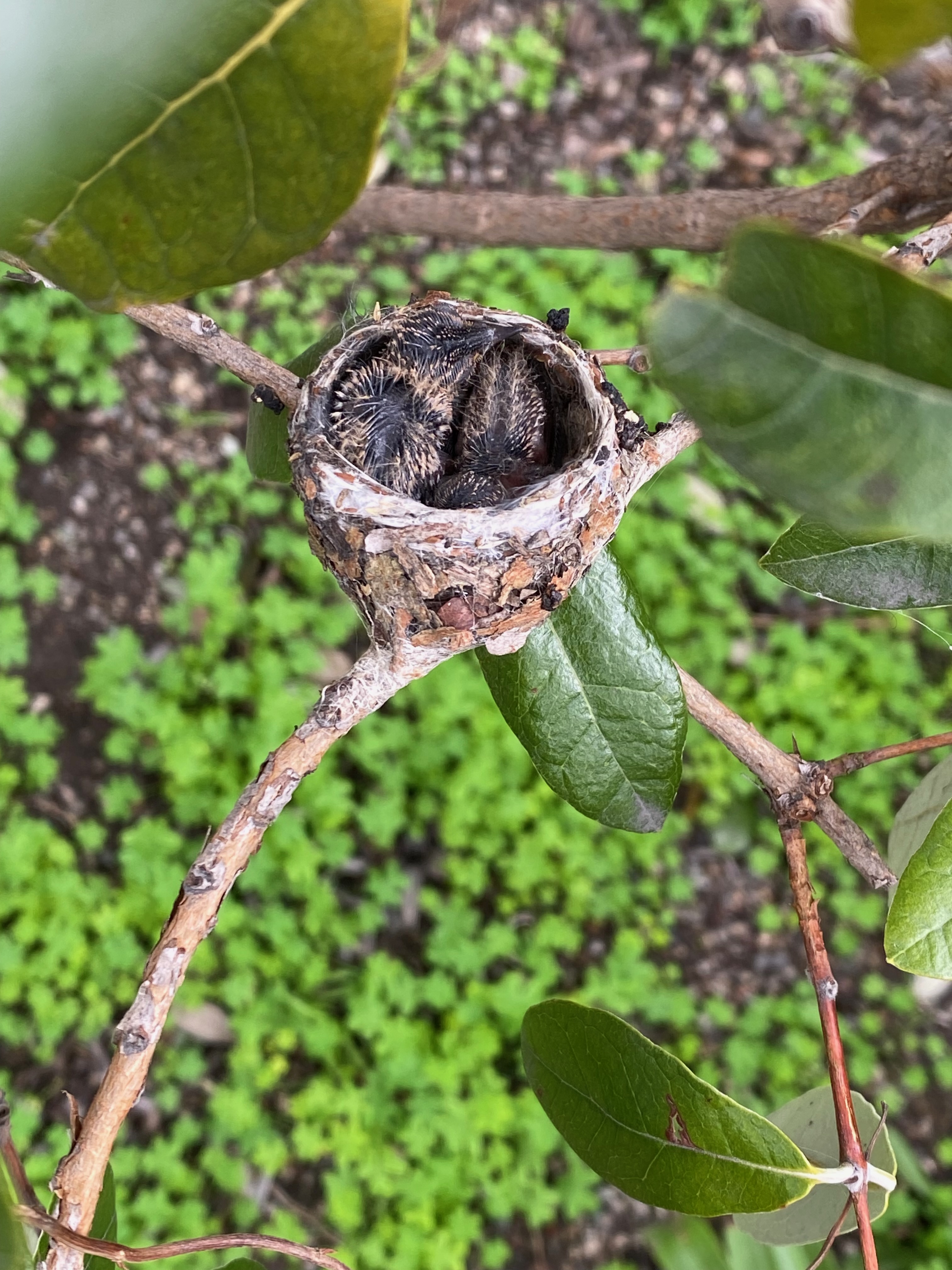 Anna's hummingbird hatchlings — photograph by A.B. Quine