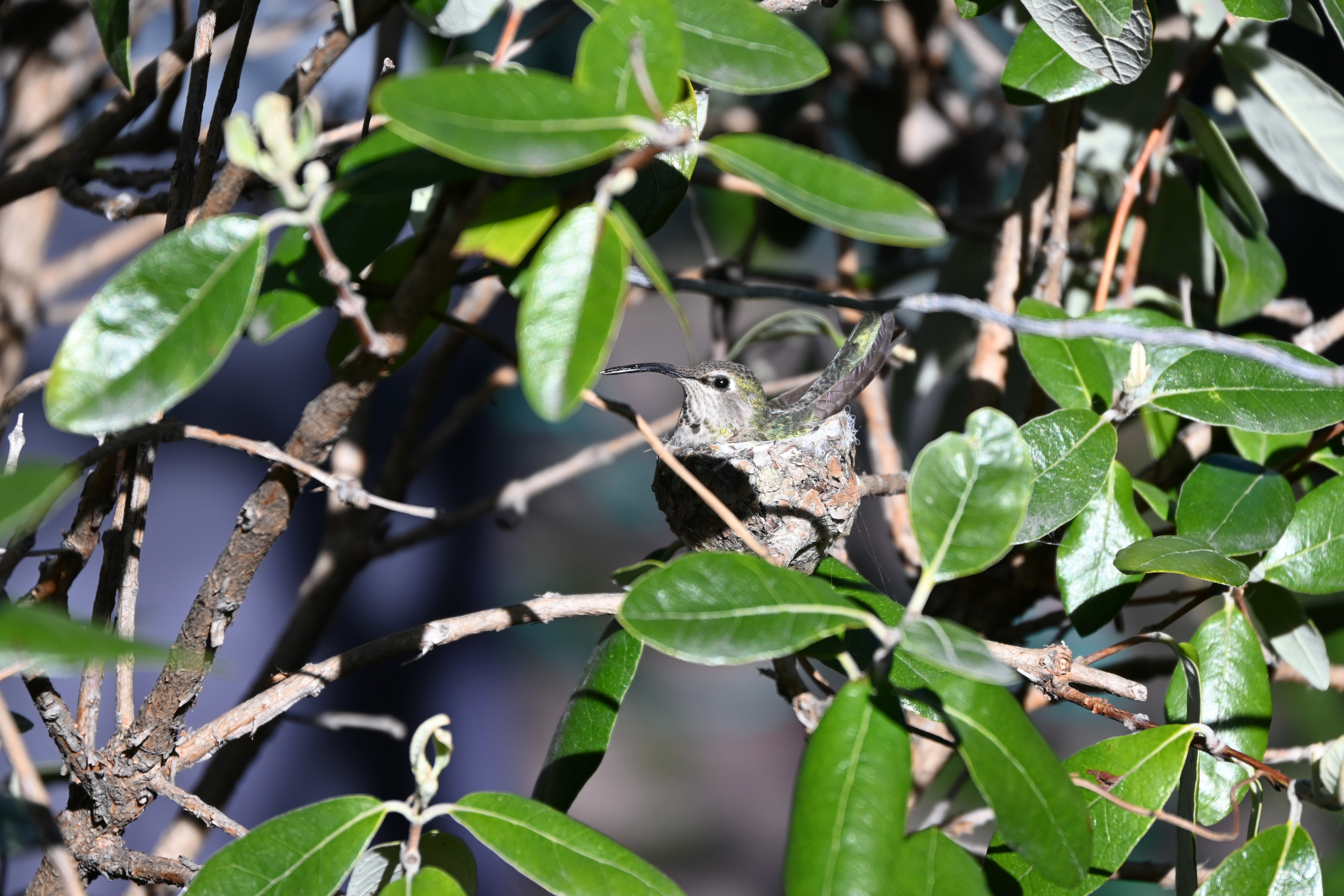 Anna's hummingbird mama warming her newborn chicks — photograph by A.B. Quine