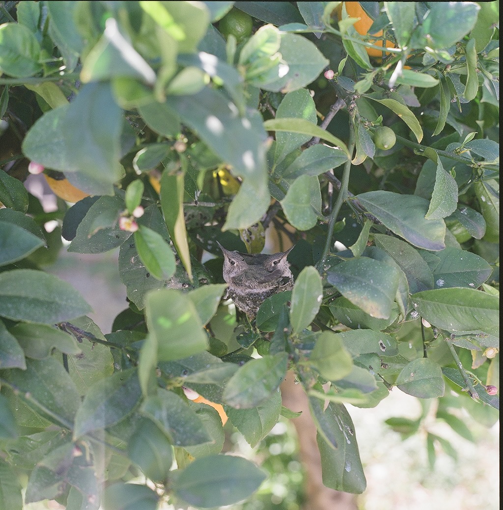Anna's hummingbird nestlings — photograph by A.B. Quine