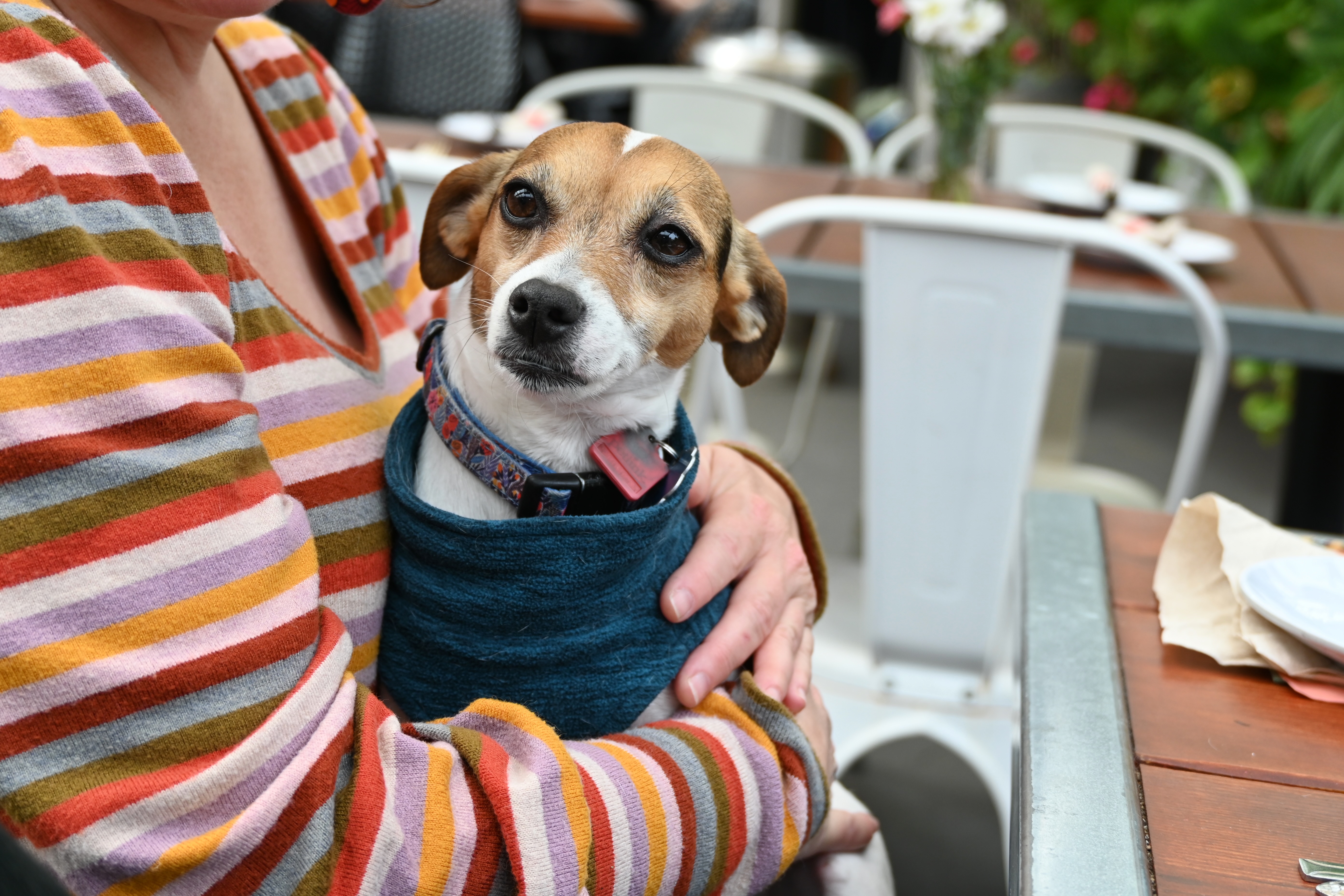 Fiona in mama's arms — photograph by A.B. Quine