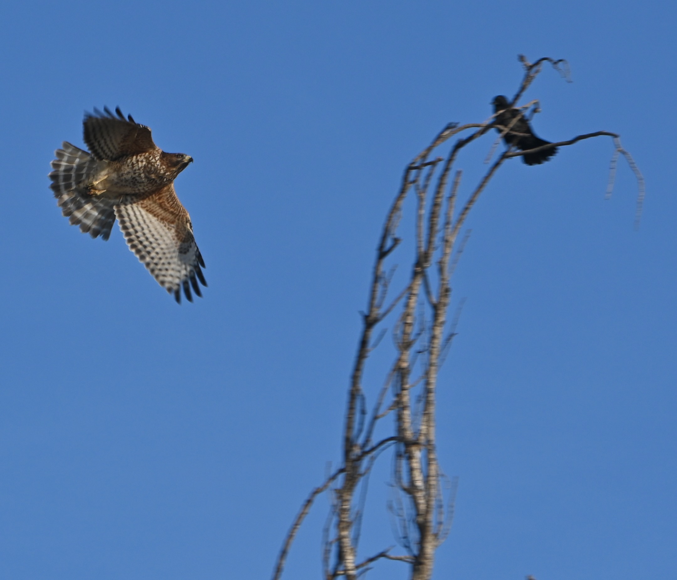 red-shouldered hawk — photograph by A.B. Quine