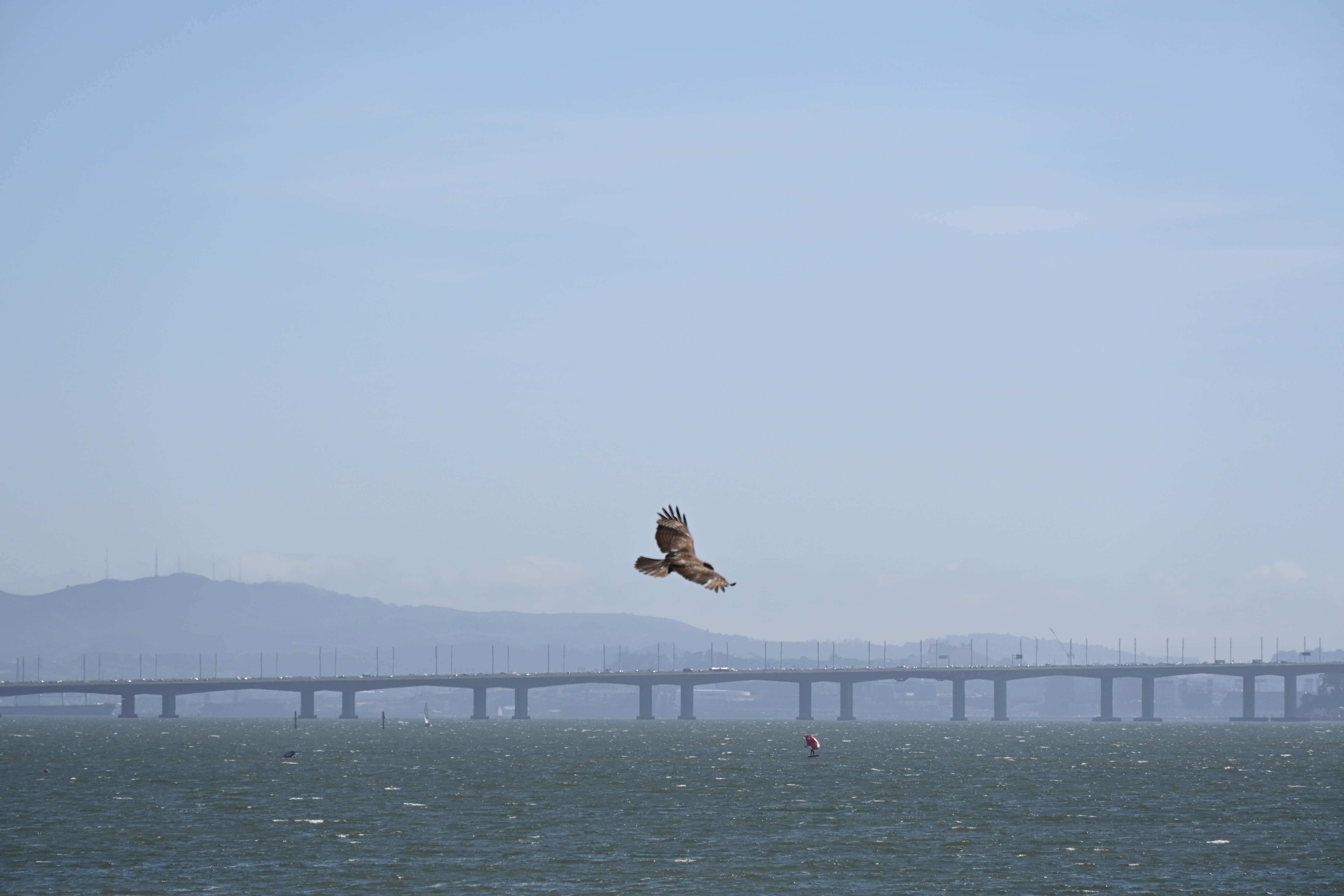 red-tailed hawk — photograph by A.B. Quine