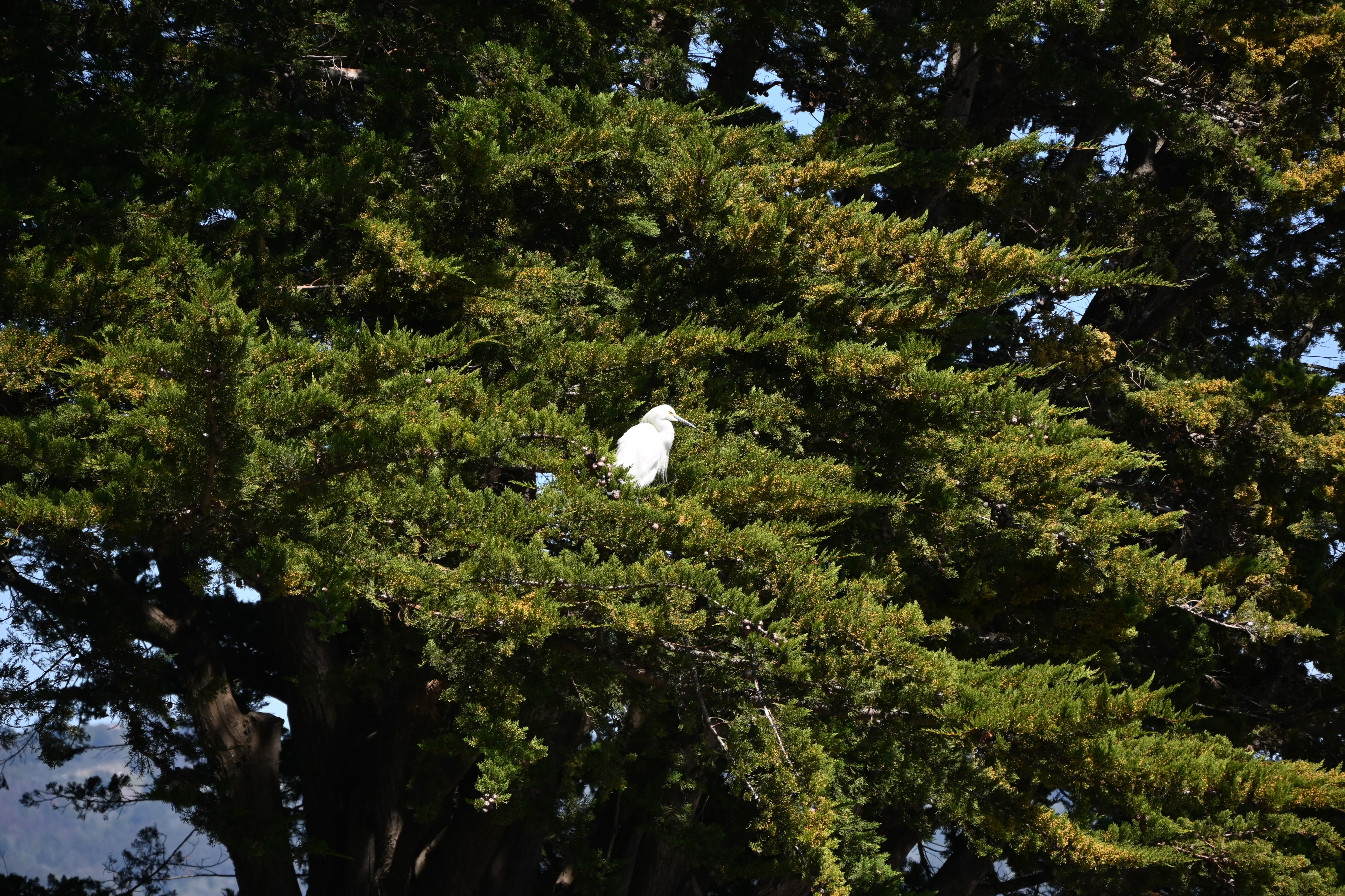 snowy egret in evergreen tree — photograph by A.B. Quine